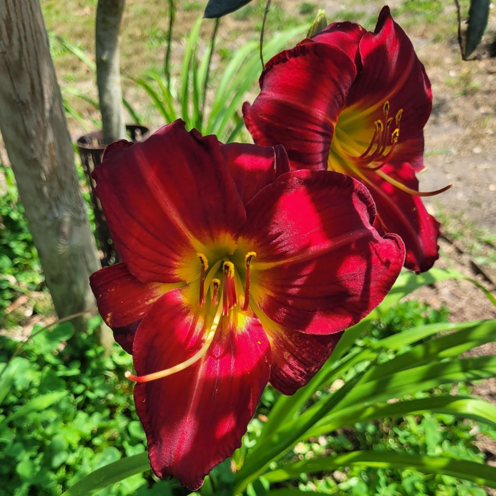 Hemerocallis Jolly Hearts - Taglilie