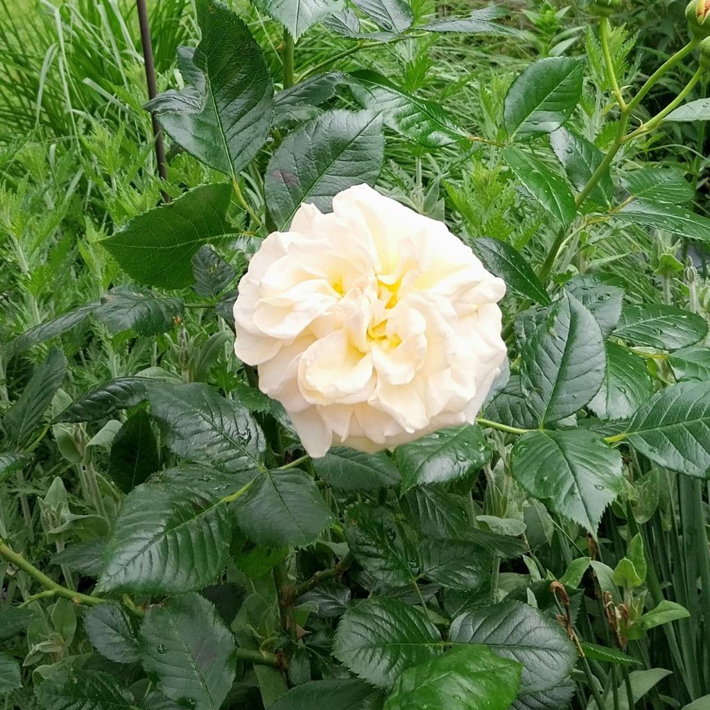 Rosa Amber Voluptia - Bodendecker-Rose
