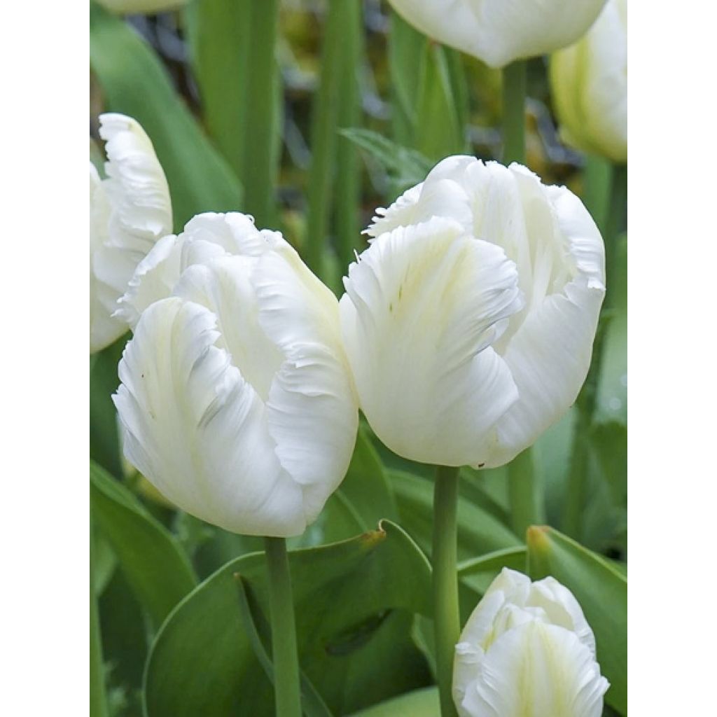 Papageien-Tulpe Madonna