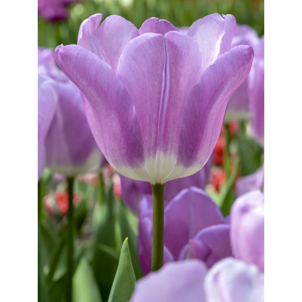 Triumph-Tulpe Magic Lavender