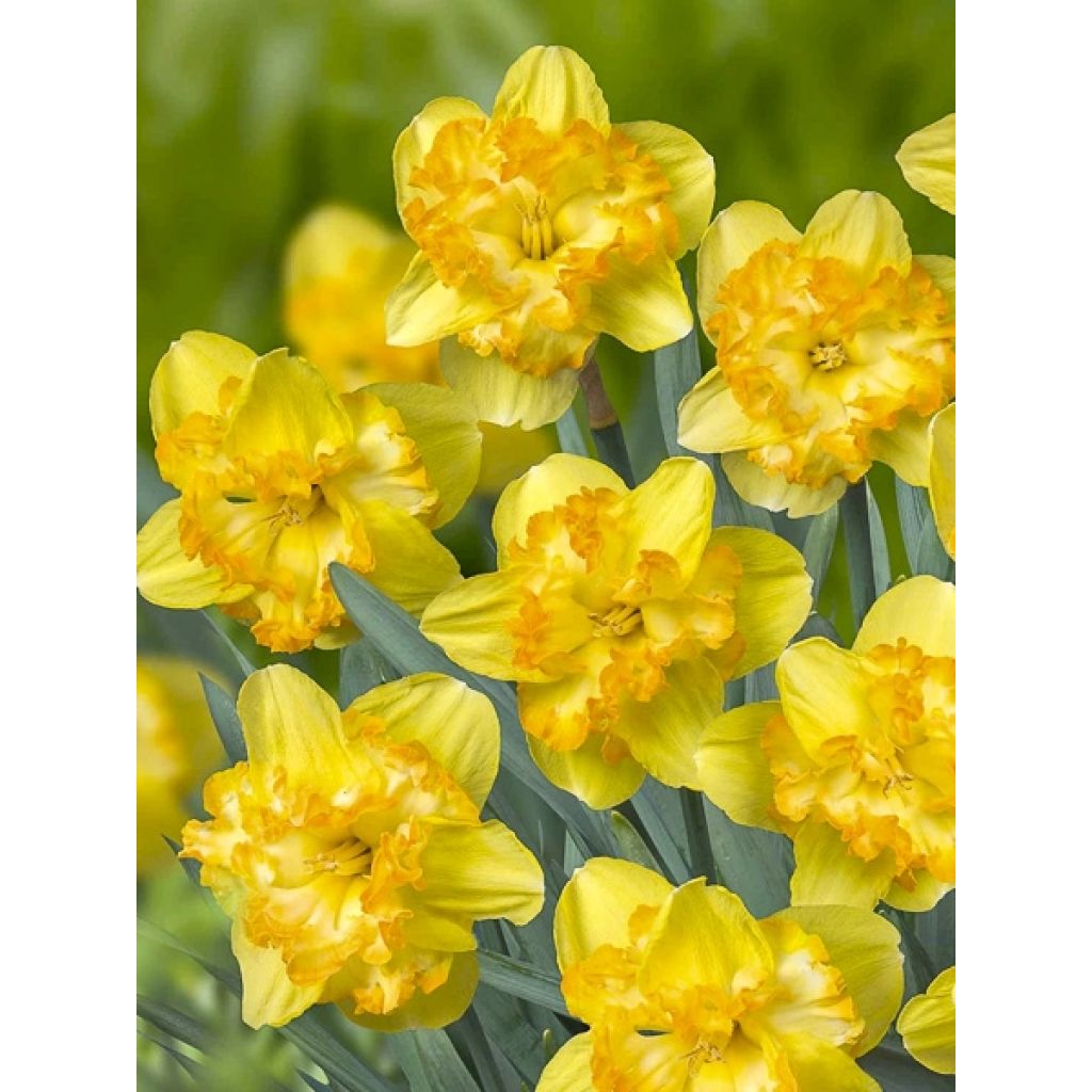 Narcissus Blazing Starlet