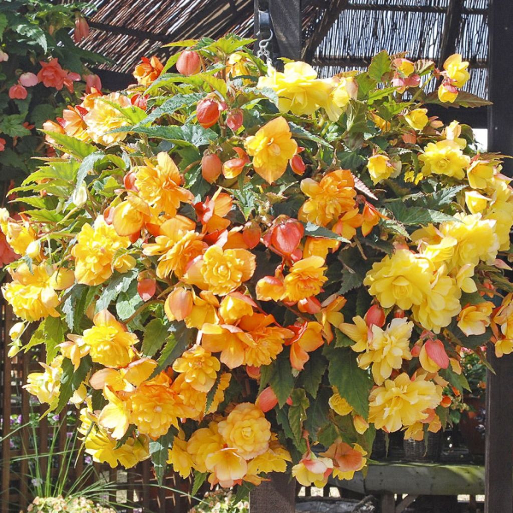 Begonie Apricot Shades Improved F1 (Samen) - Begonia
