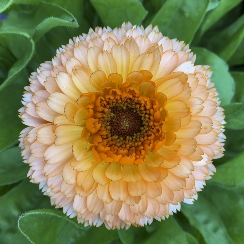 Garten-Ringelblume Pink Surprise - Calendula