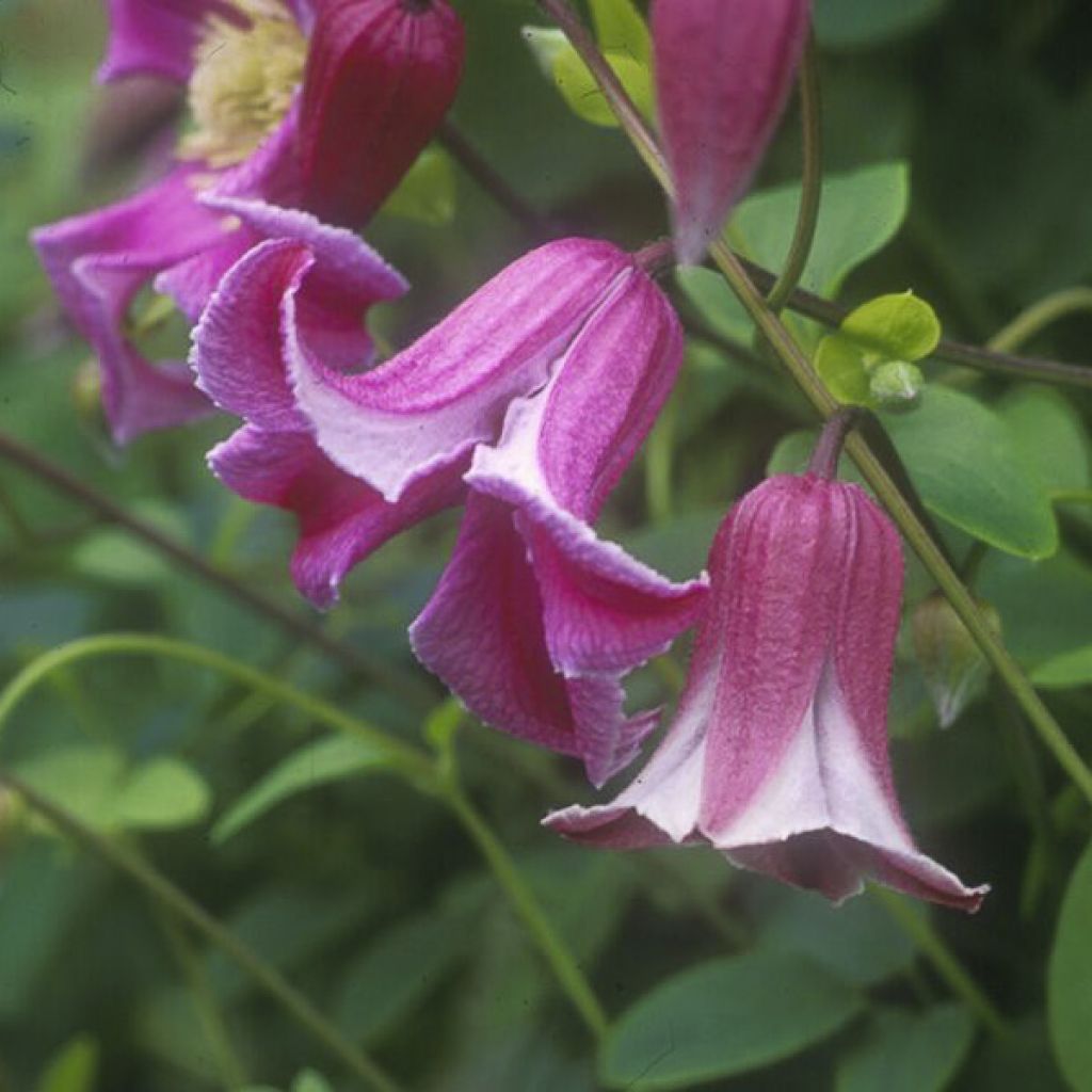 Waldrebe Etoile Rose - Clematis