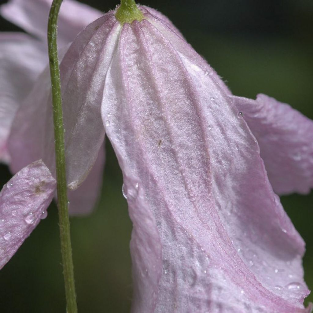 Clematis viticella Hagelby Pink - Waldrebe