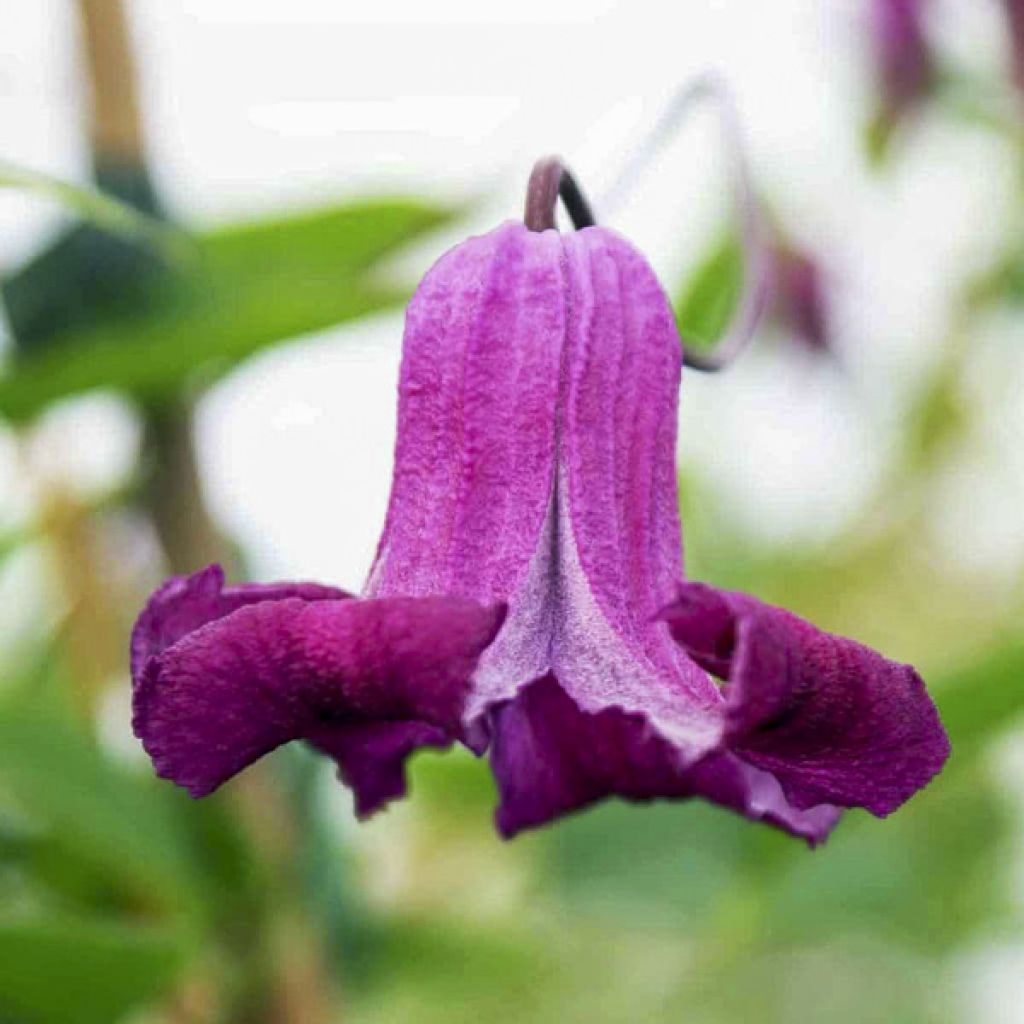 Clematis viticella Queen Mother - Waldrebe