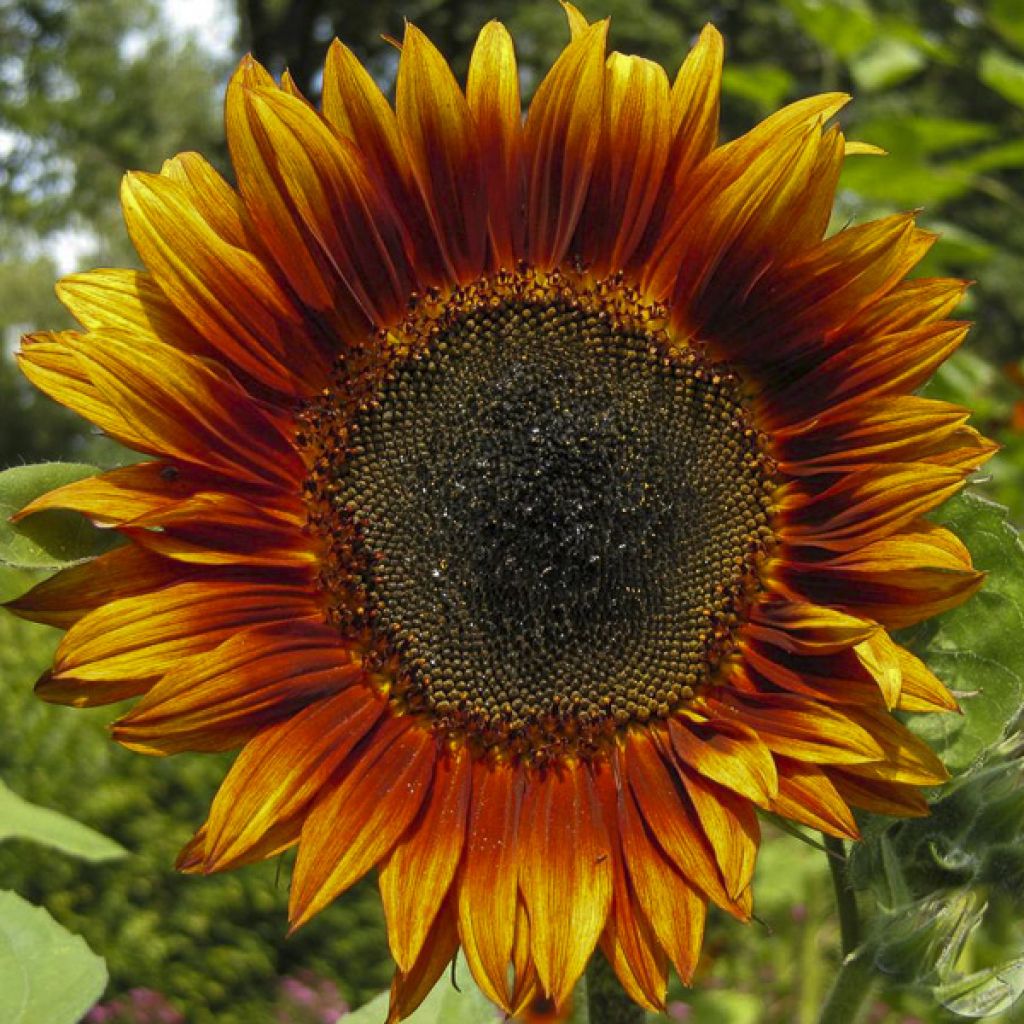 Gemeine Sonnenblume Velvet Queen - Helianthus