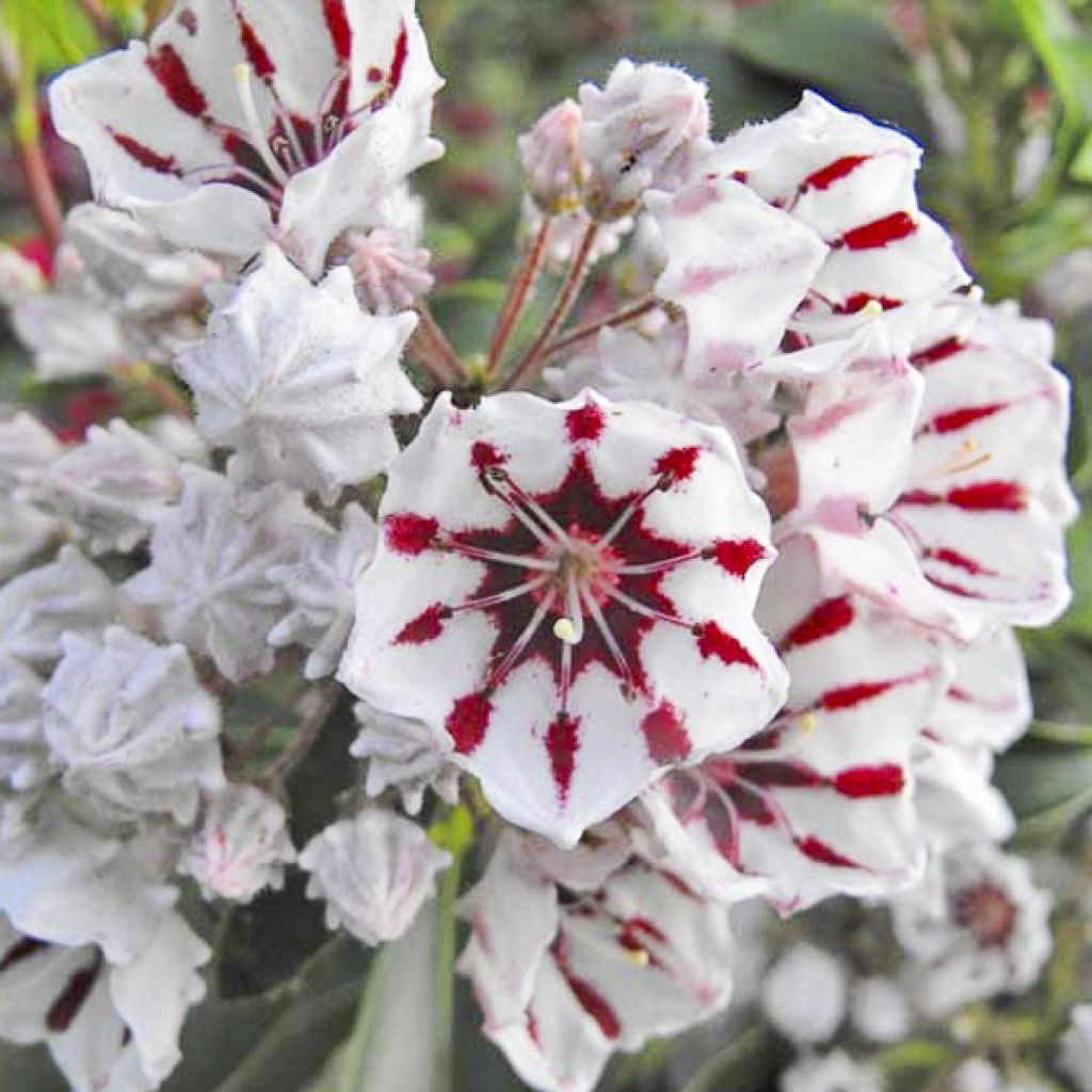 Lorbeerrose Bumblebee - Kalmia latifolia