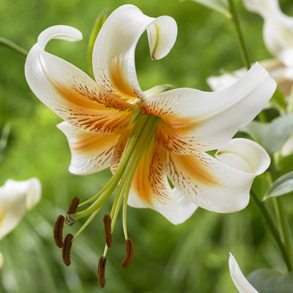 Riesentürkenbundlilie Lady Alice - Lilium henryi
