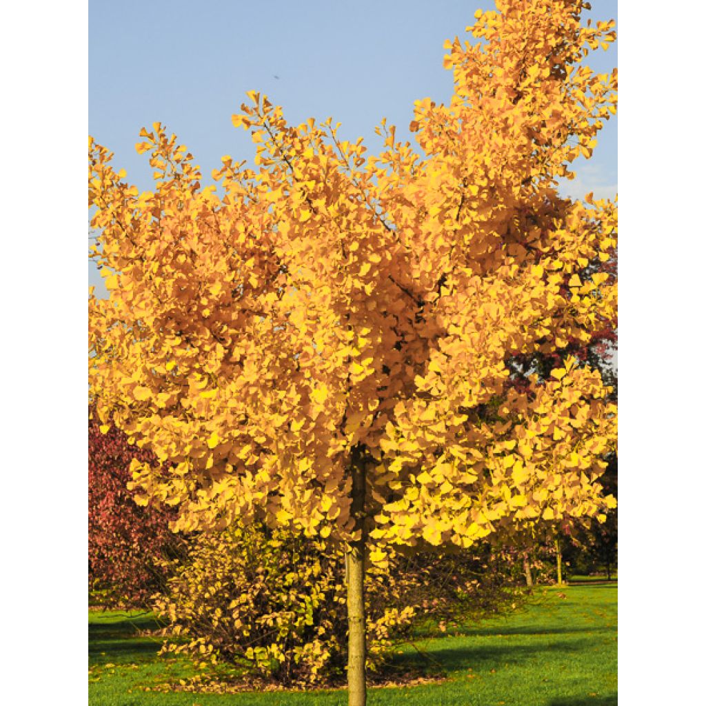 Ginkgo biloba Autumn Gold - Fächerblattbaum