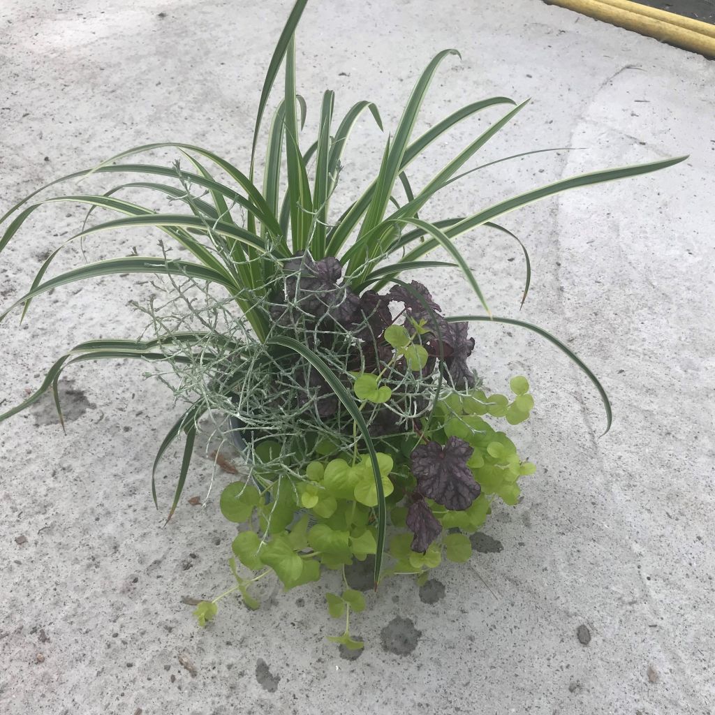 Zusammensetzung Silent Sunday - eine Zusammenstellung von 4 Pflanzen