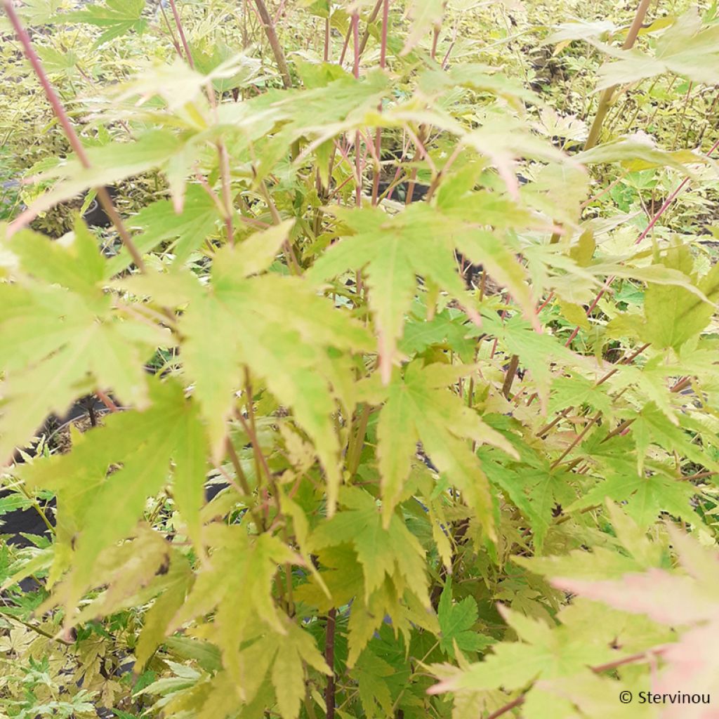 Fächerahorn Red Wood (Gepfropfte Pflanzen) - Acer palmatum