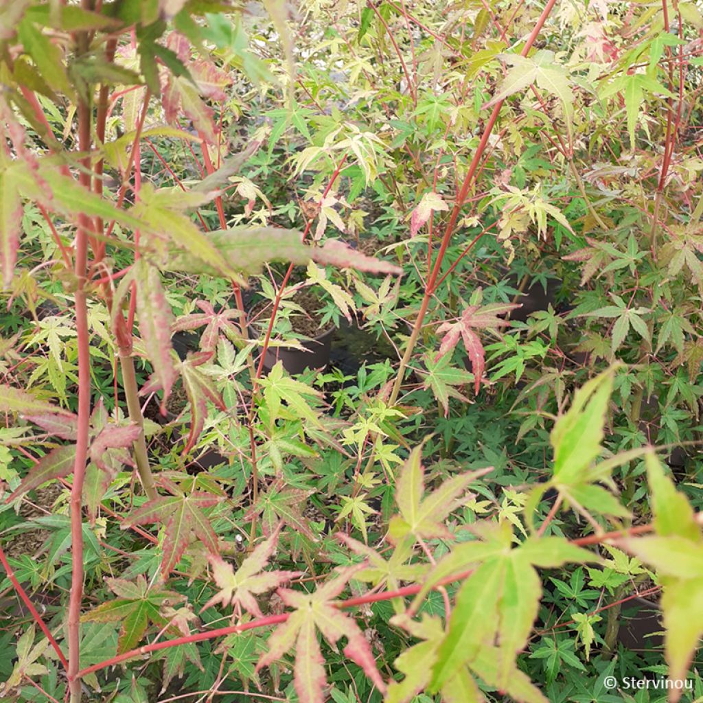 Fächerahorn Ueno Yama (Gepfropfte Pflanzen) - Acer palmatum