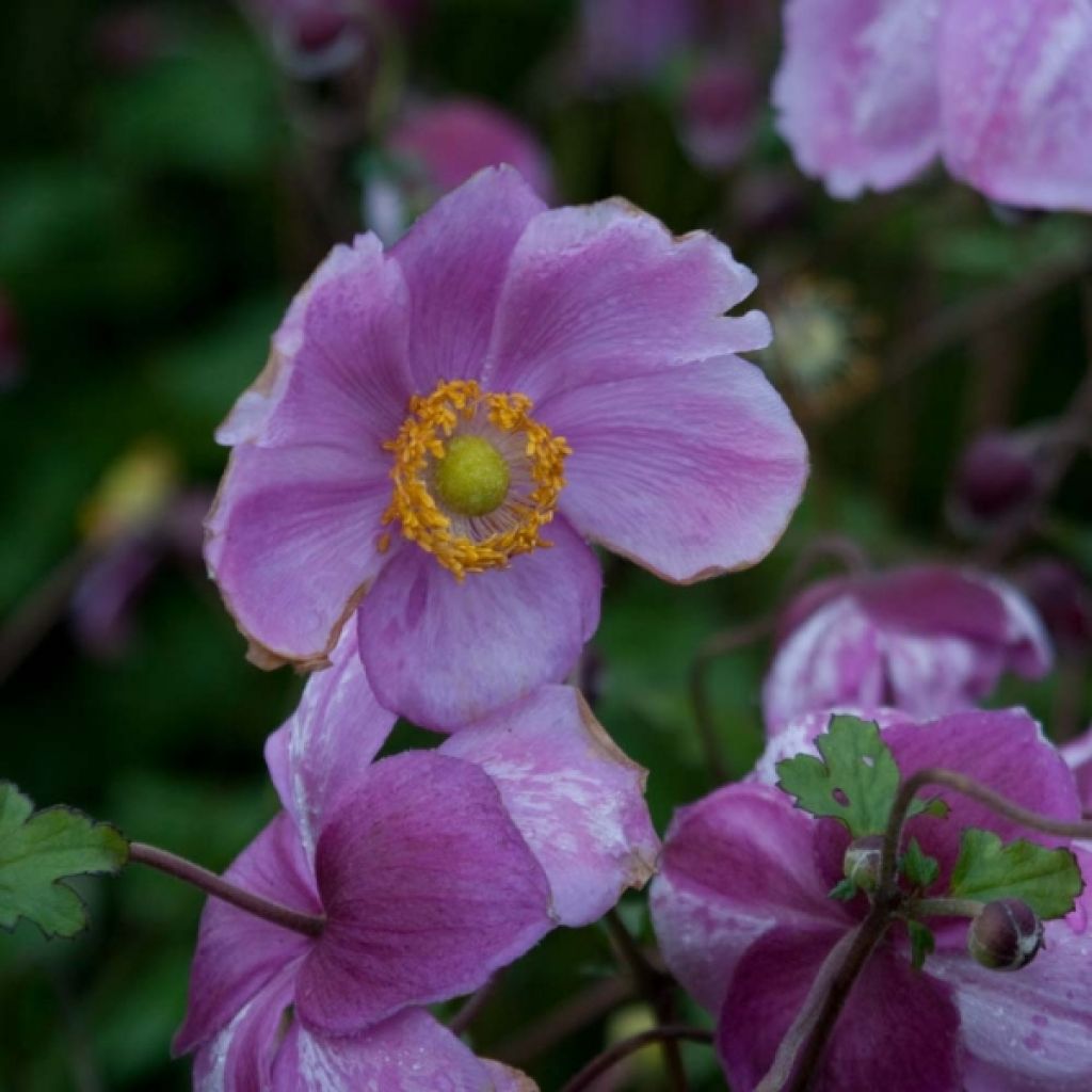 Anemone Rosenschale - Japan-Herbst-Anemone
