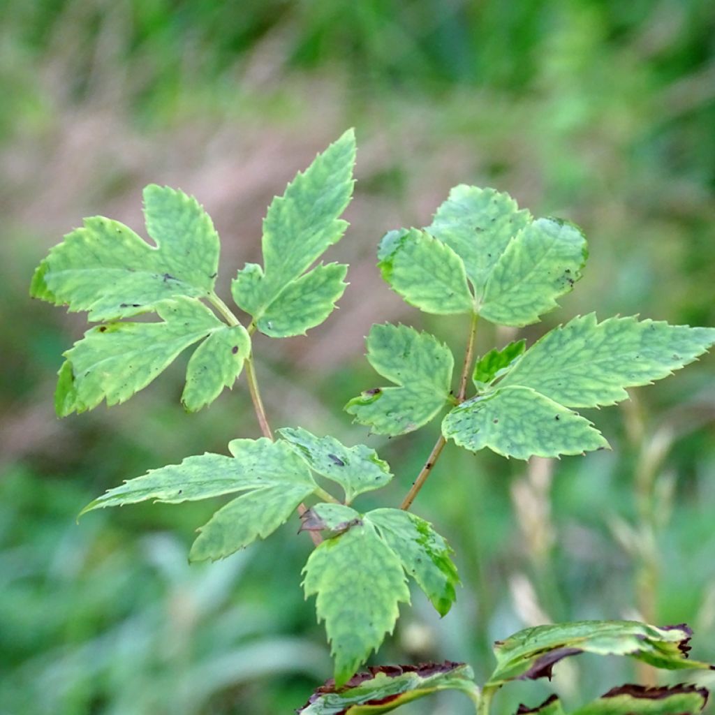 Anemonopsis macrophylla - Scheinanemone