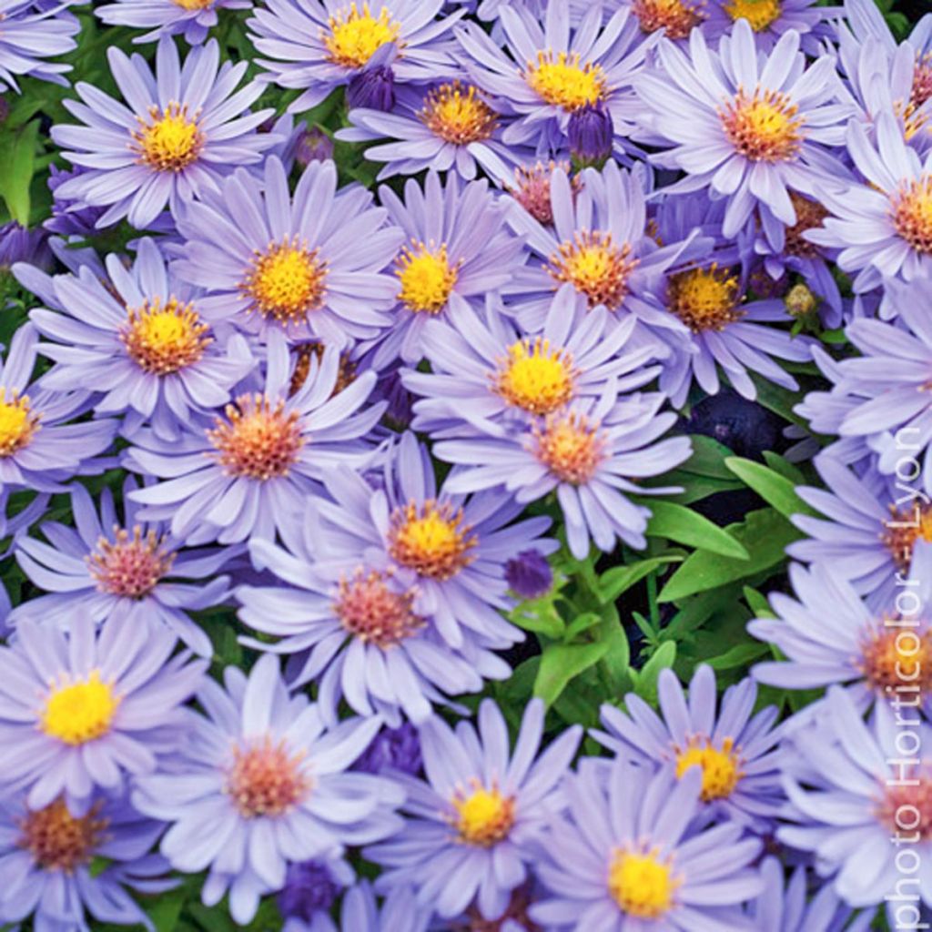 Aster dumosus Early Blue - Kissen-Aster