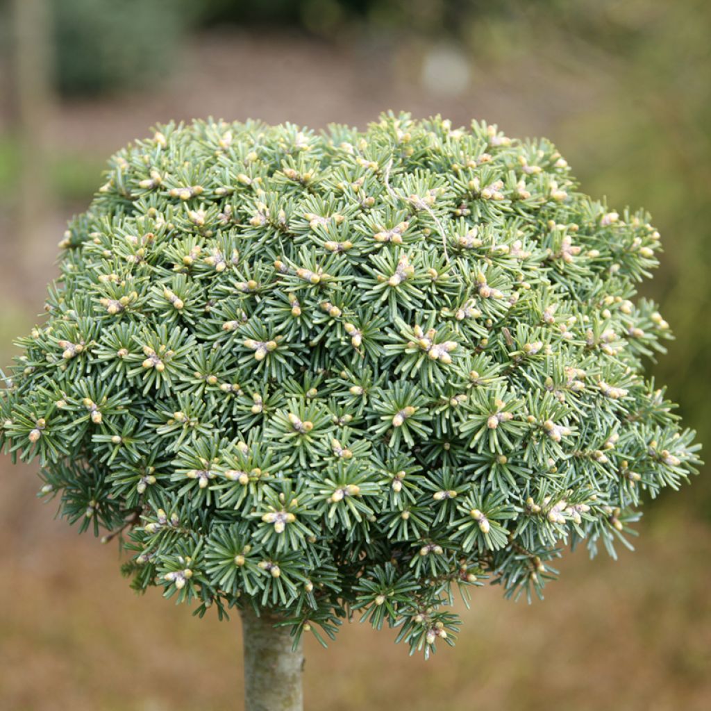 Abies koreana Blauer Eskimo - Koreanische Tanne