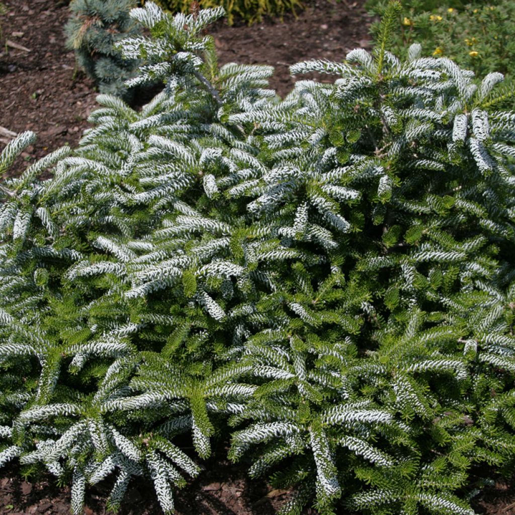 Abies koreana Silver Show - Koreanische Tanne