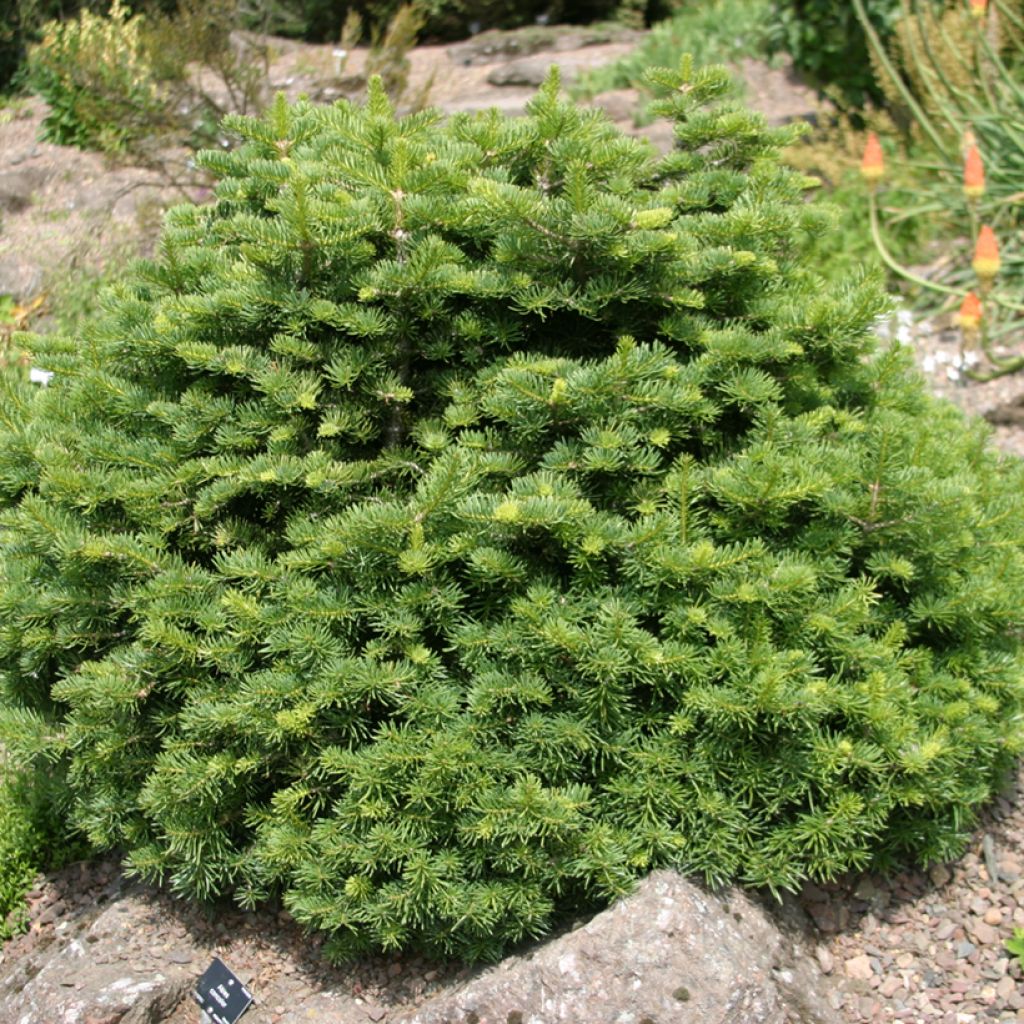 Abies lasiocarpa Green Globe - Zwerg-Korktanne