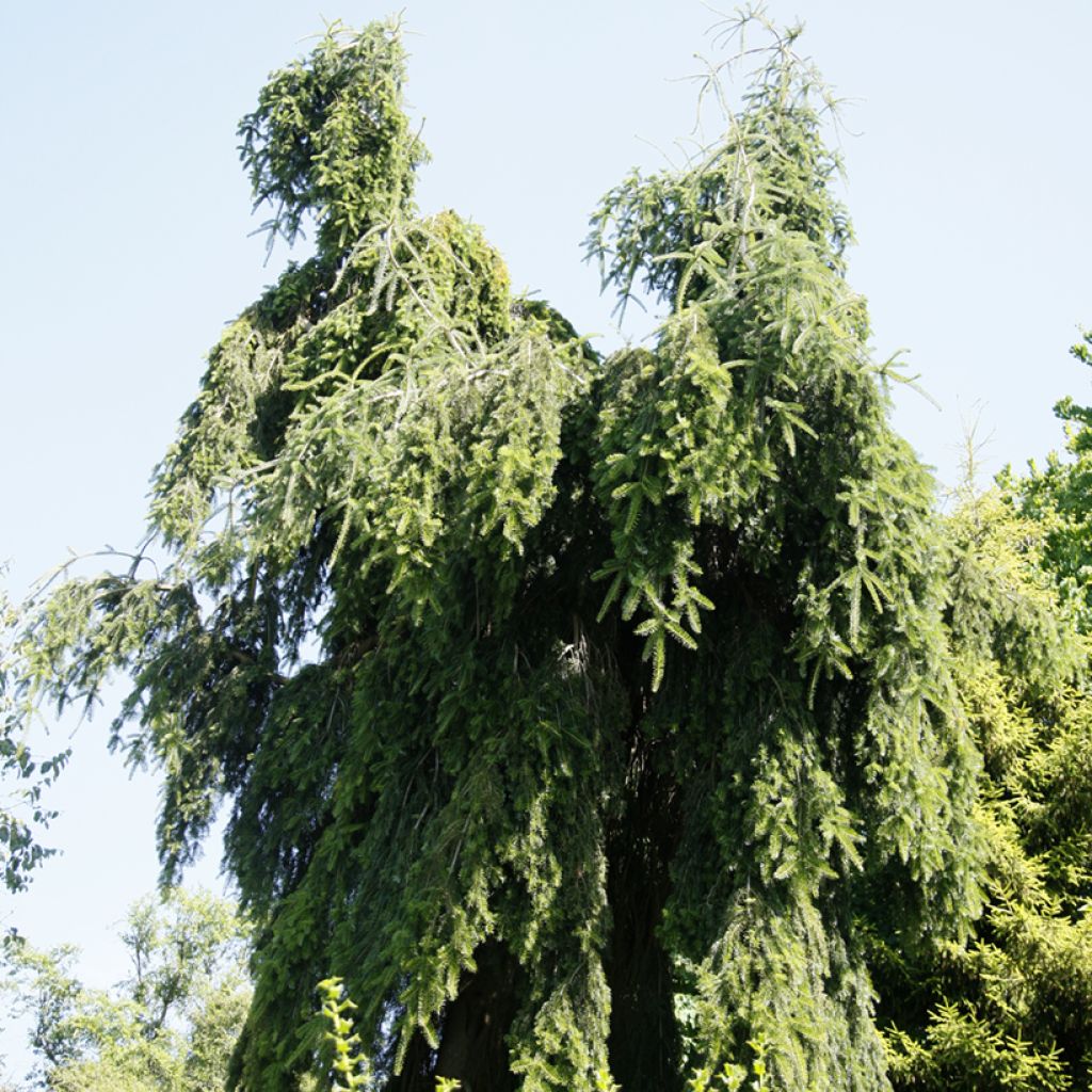 Abies nordmanniana Pendula - Nordmanntanne