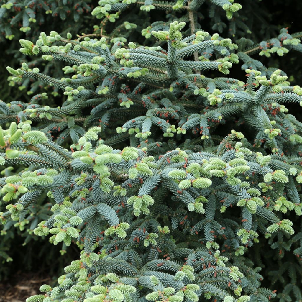 Abies pinsapo Glauca - Nordmanntanne