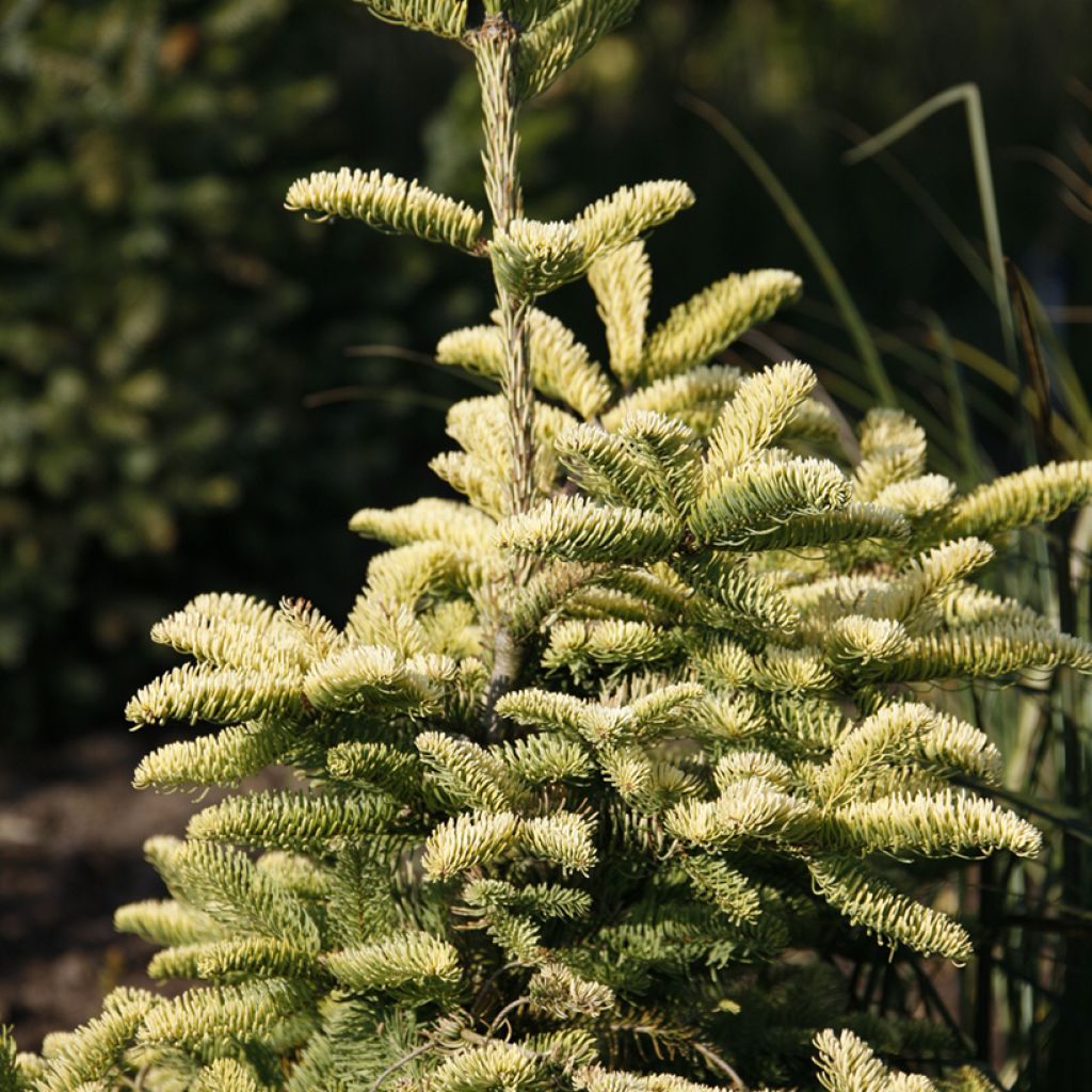 Abies procera Sherwoodii - Edel-Tanne