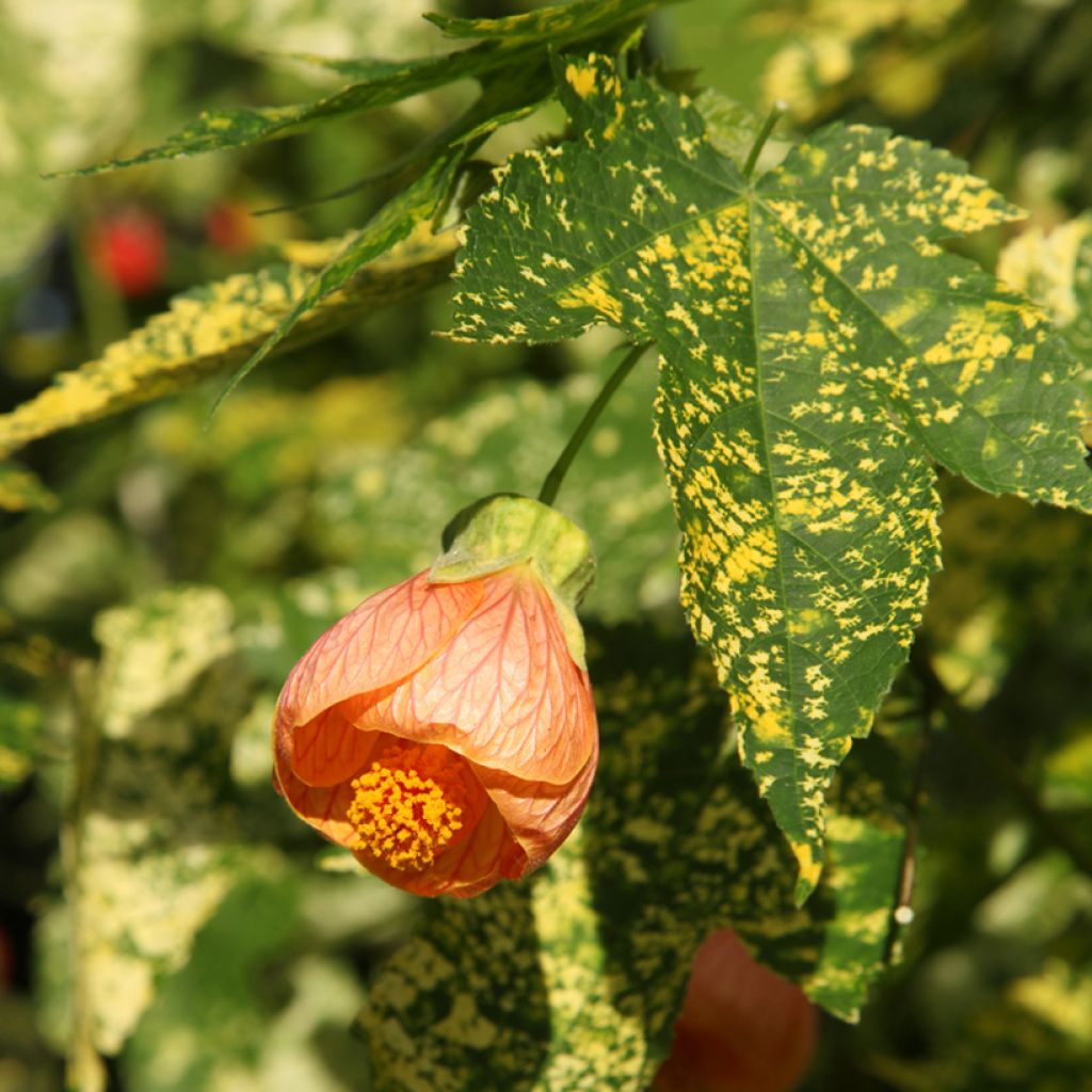 Abutilon pictum Thompsonii - Schönmalve