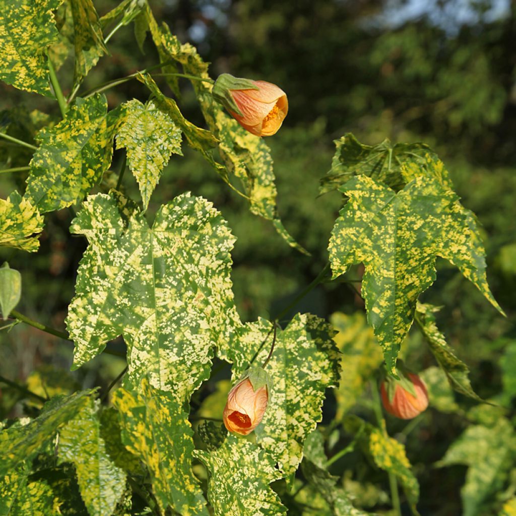 Abutilon pictum Thompsonii - Schönmalve