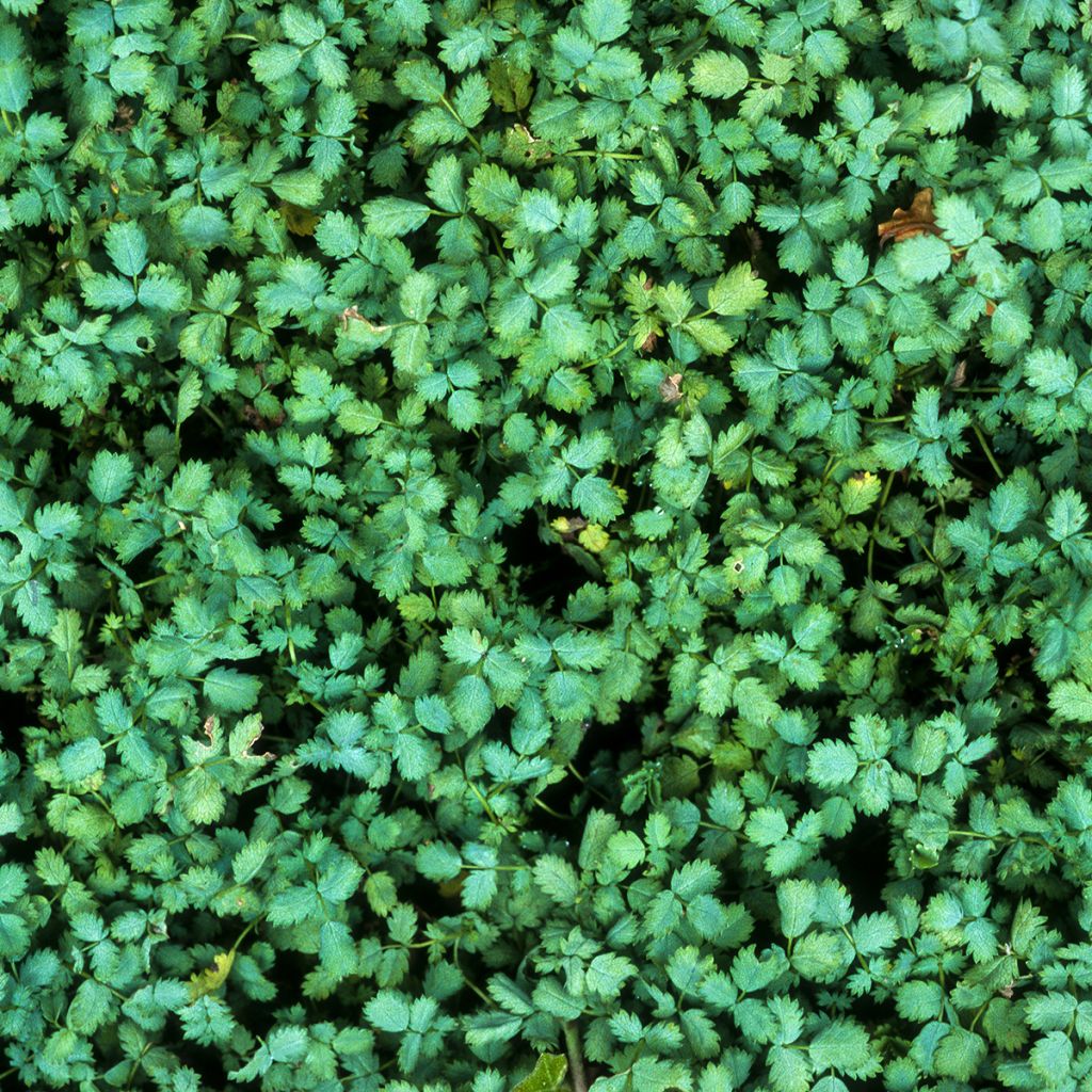 Acaena buchananii - Blaugrünes Stachelnüsschen