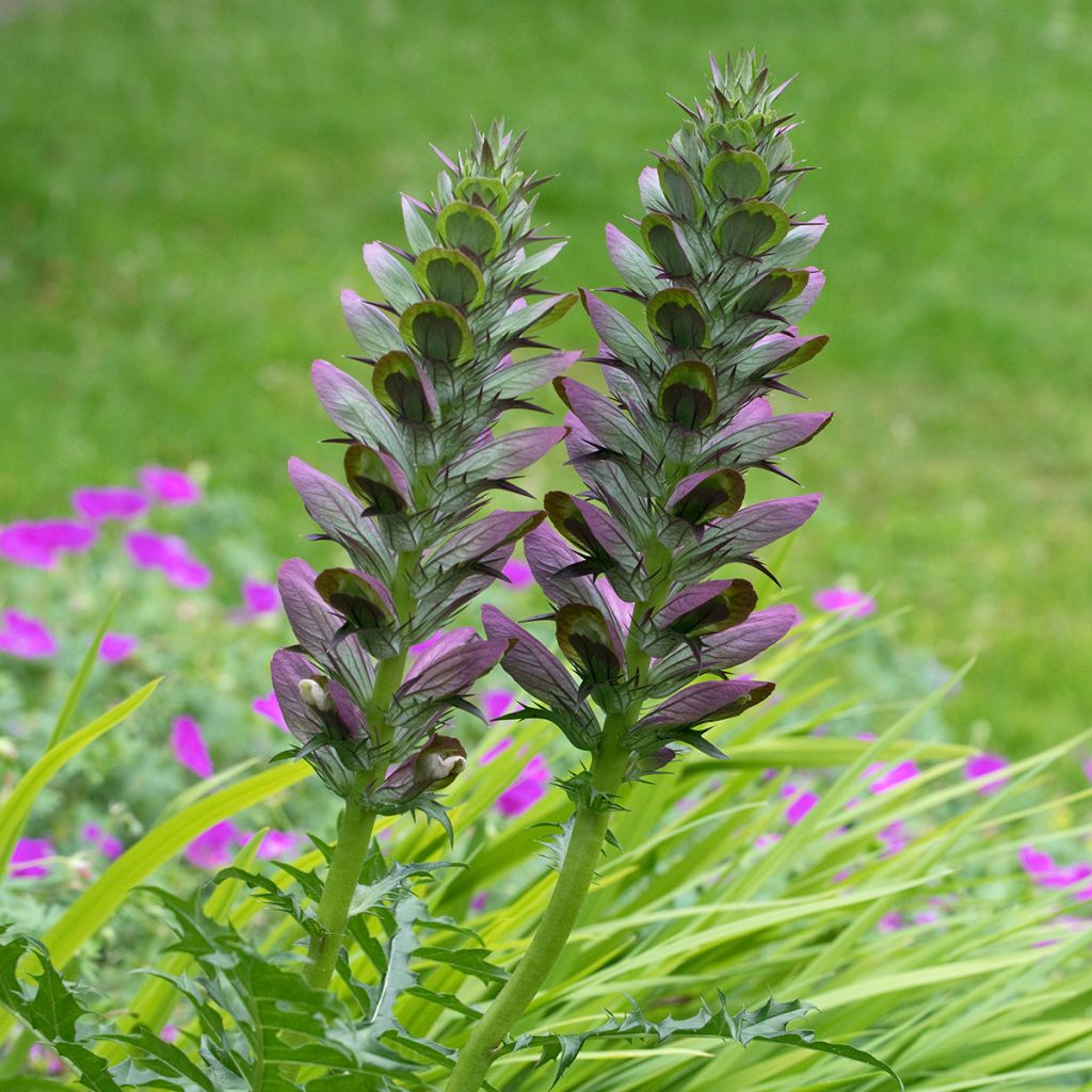 Acanthus spinosus - Dorniger Akanthus