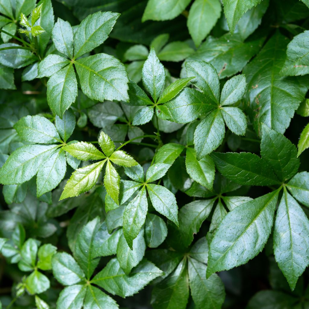 Acanthopanax henryi Nana