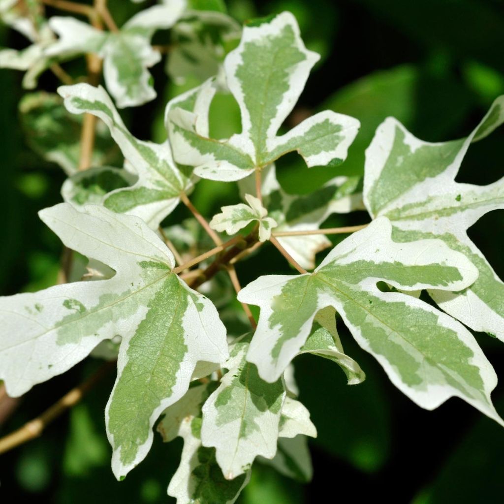 Feld-Ahorn Carnival - Acer campestre