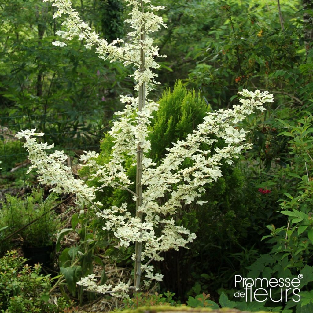 Feld-Ahorn Carnival - Acer campestre