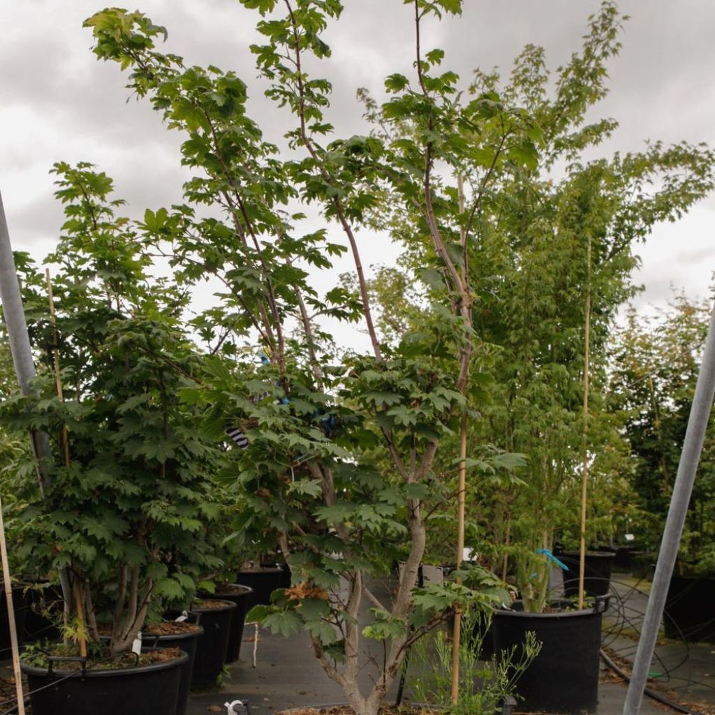 Érable du Japon - Acer japonicum Vitifolium en pot de 12L/15L