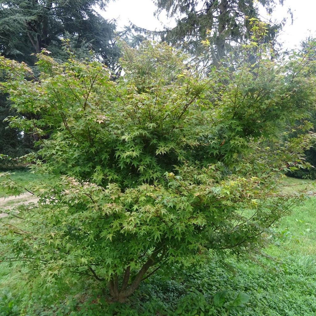 Fächerahorn Beni Tsukasa - Acer palmatum
