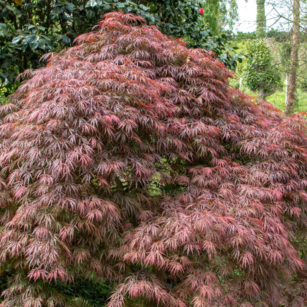 Fächerahorn Dissectum Atropurpureum - Acer palmatum