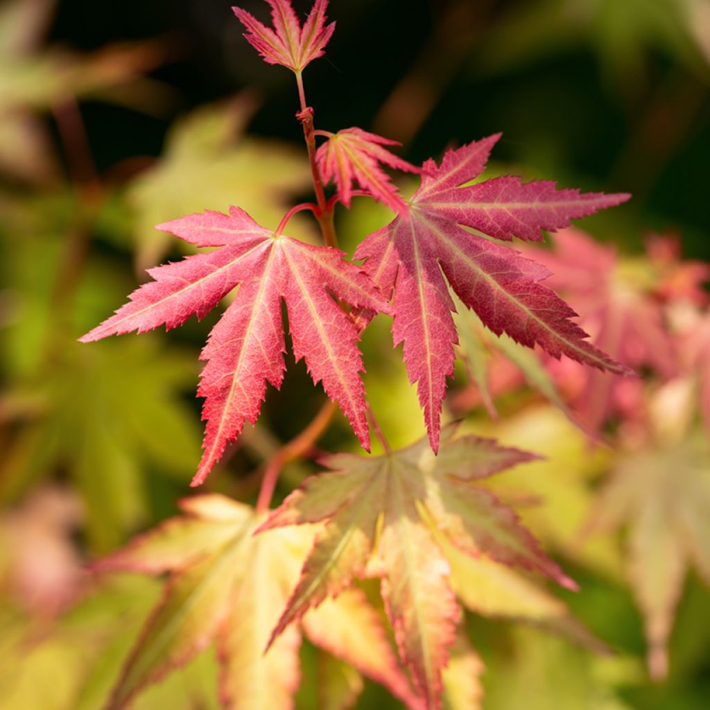 Fächerahorn Orange Dream - Acer palmatum