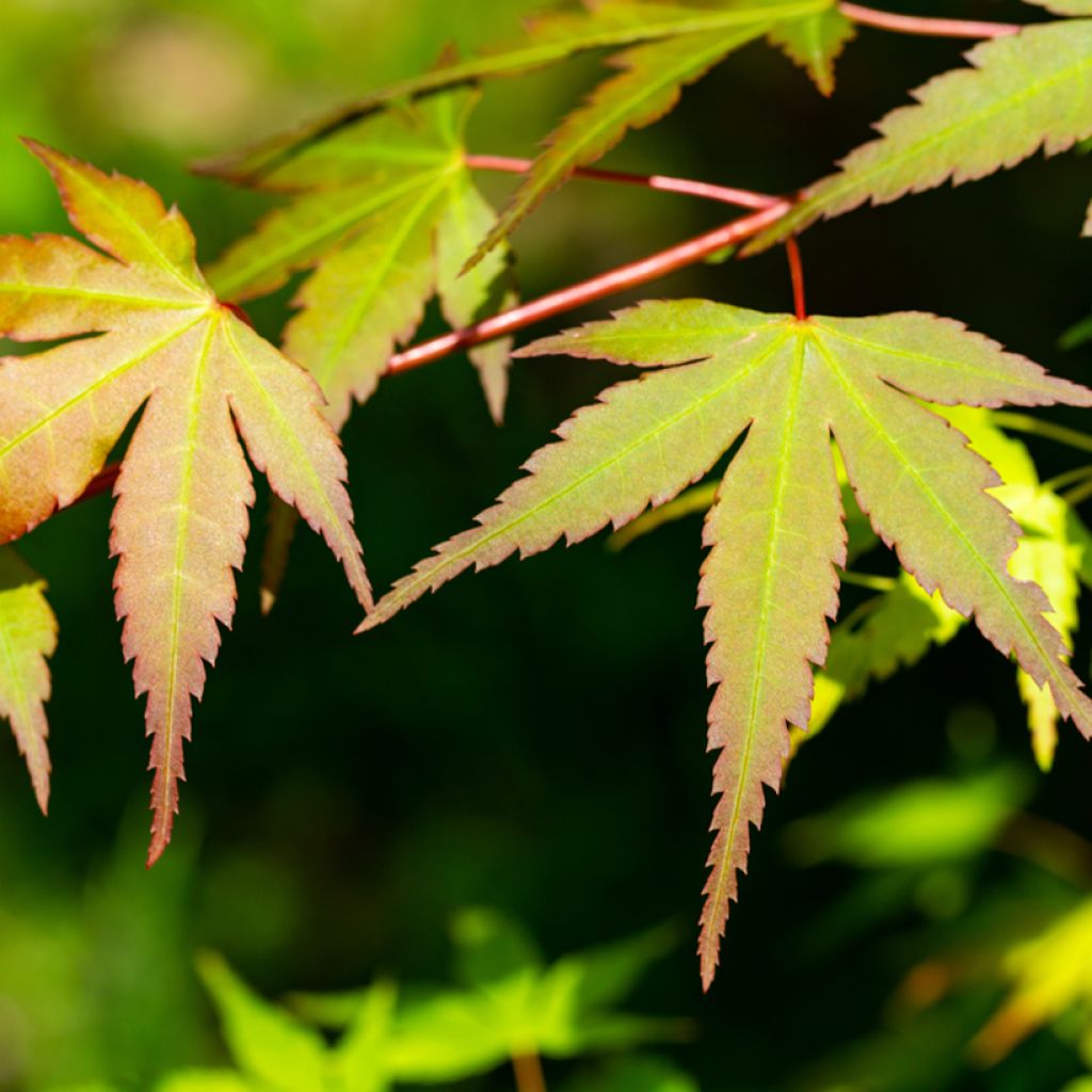 Fächerahorn Orange Dream - Acer palmatum