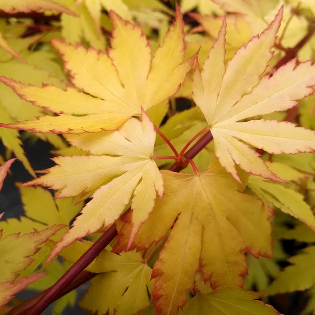 Fächerahorn Orange Dream - Acer palmatum