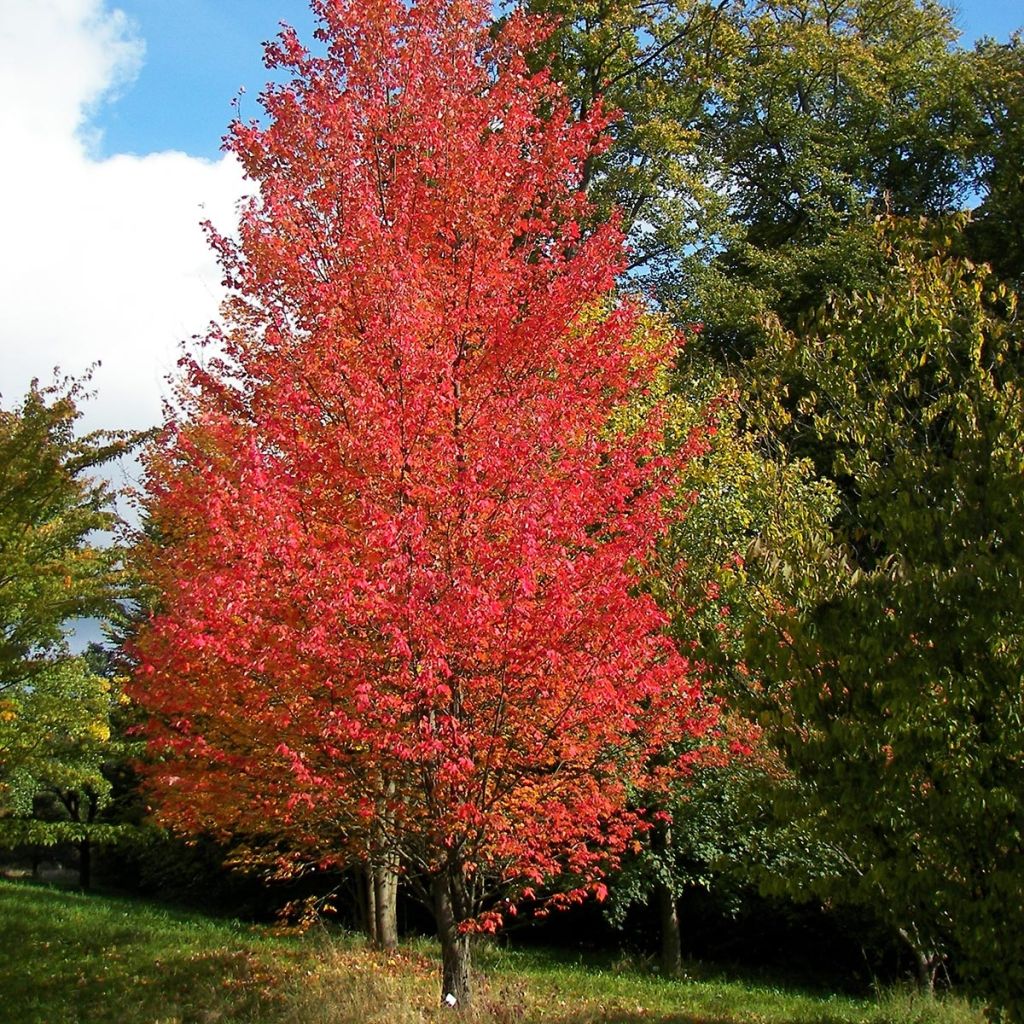 Rot-Ahorn Armstrong - Acer rubrum