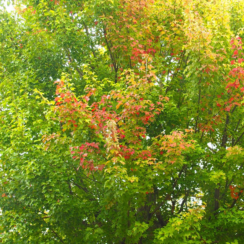 Dreispitz-Ahorn (samen) - Acer buergerianum
