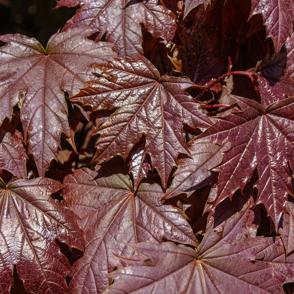 Spitz-Ahorn Crimson Sentry - Acer platanoides