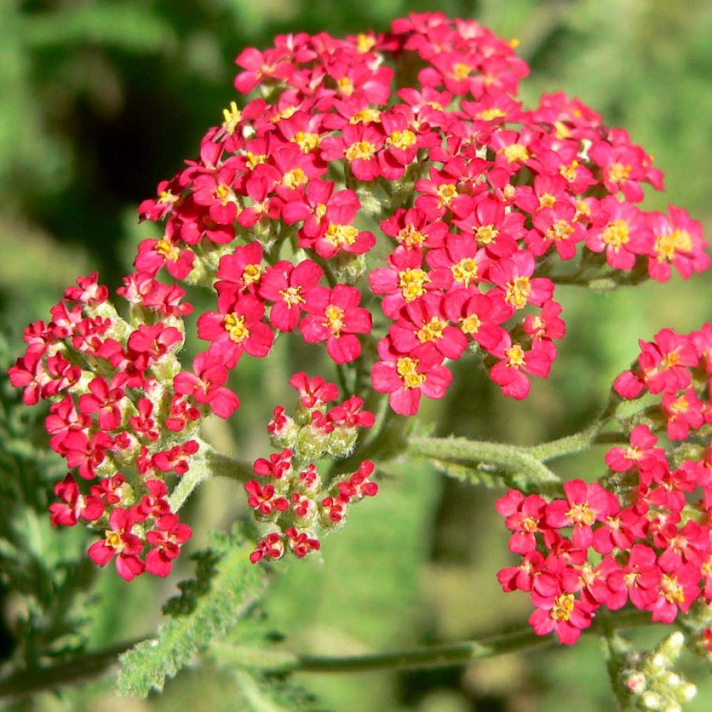 Achillea millefolium The Beacon - Gemeine Schafgarbe