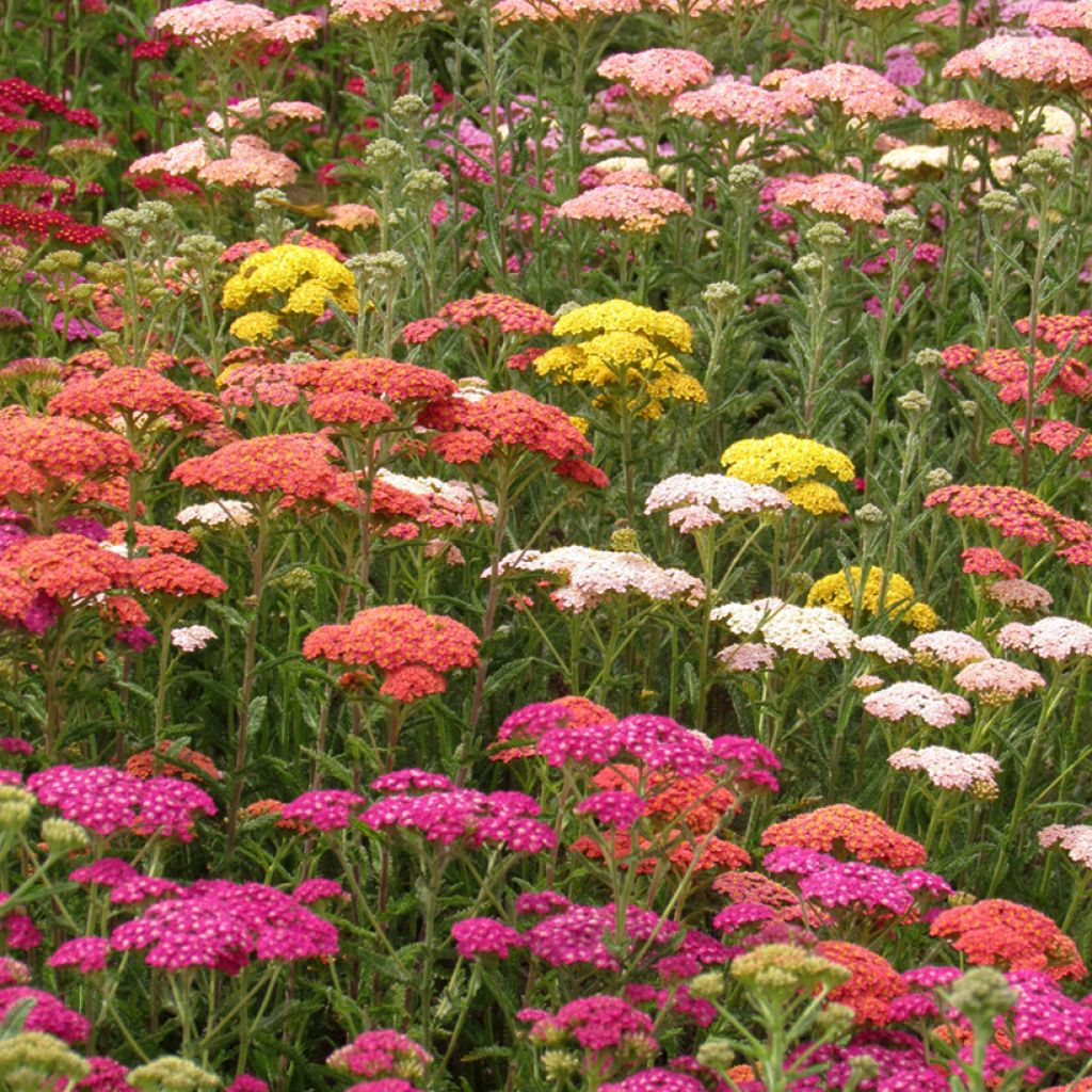 Achillea millefolium Summer Pastels F2 Mix (Samen) - Gemeine Schafgarbe