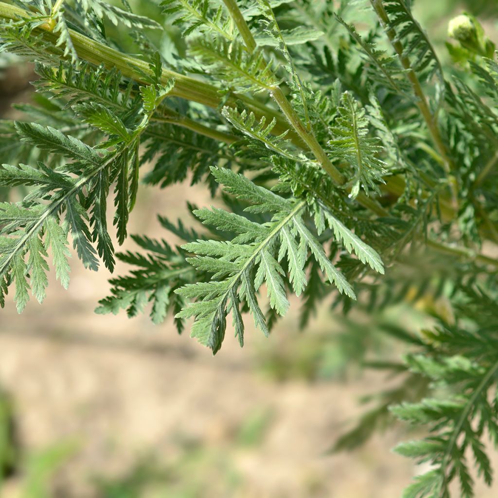 Achillea filipendulina Parker's Variety - Hohe Gelbe Schafgarbe