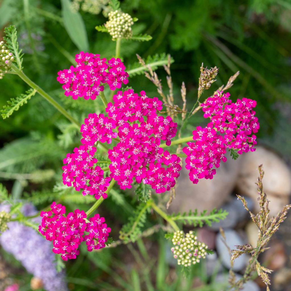 Achillea millefolium Cerise Queen - Gemeine Schafgarbe