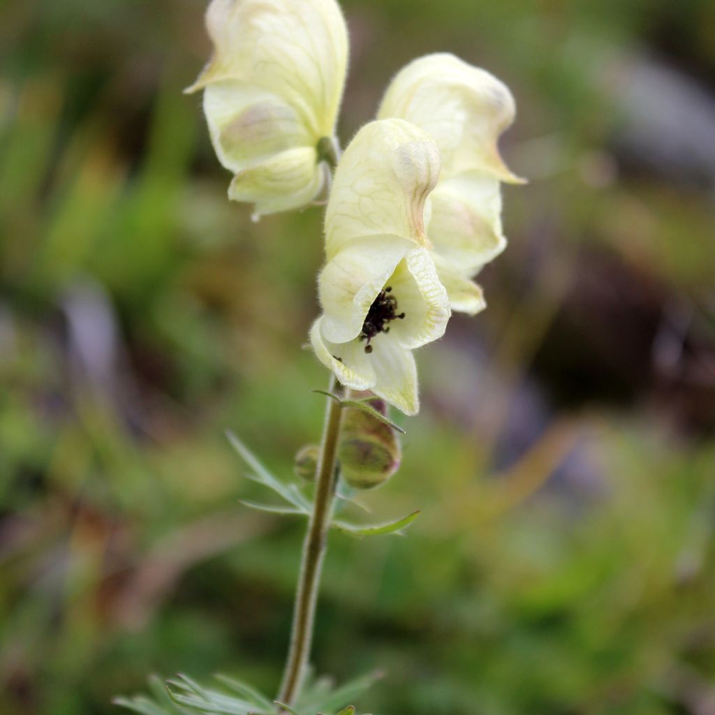 Aconitum anthora - Blassgelber Eisenhut