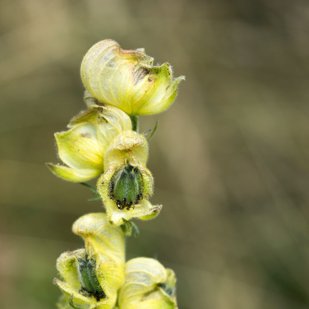 Aconitum anthora - Blassgelber Eisenhut