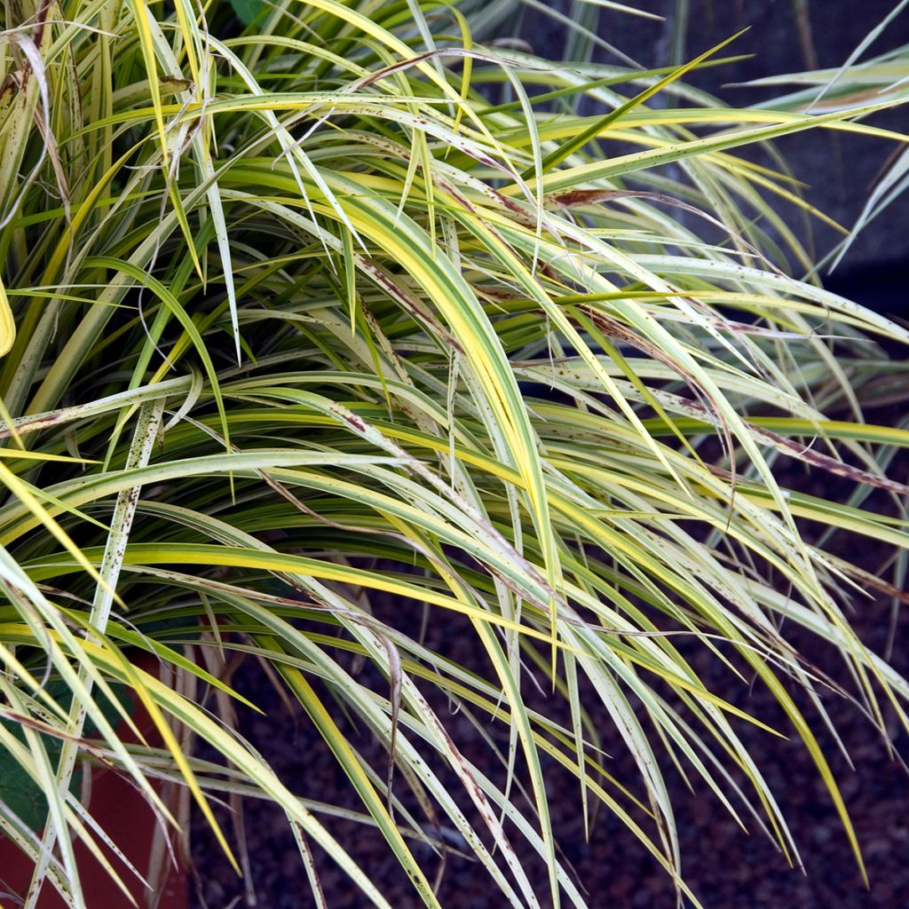 Acorus gramineus Ogon - Gras-Kalmus