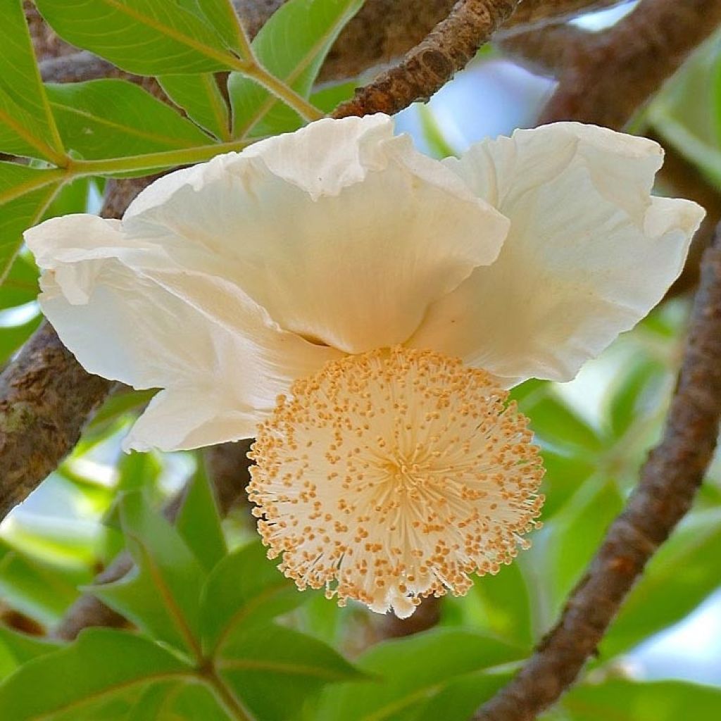 Adansonia digitata - Affenbrotbaum
